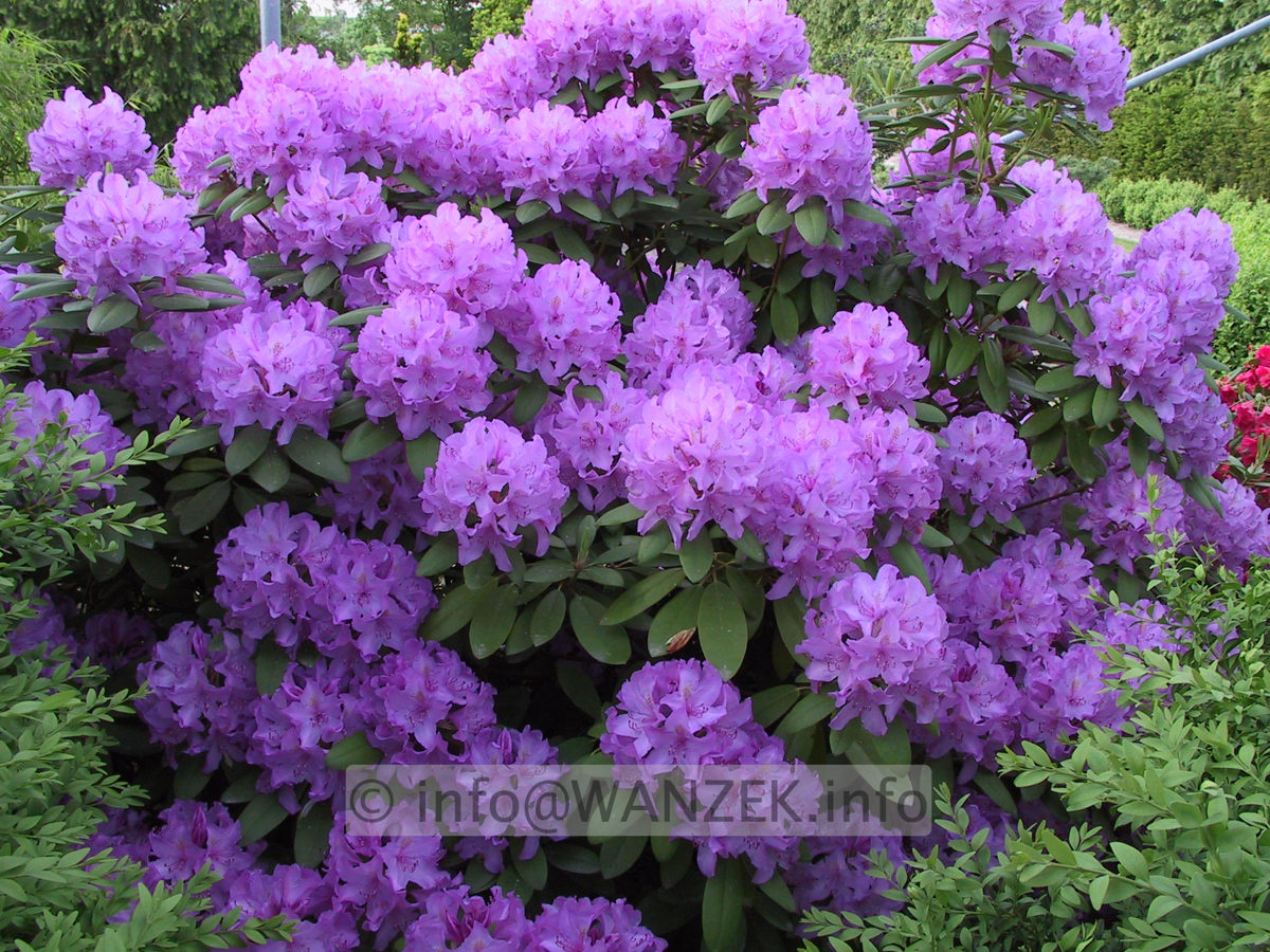 Rhododendron Grandiflorum 01.JPG